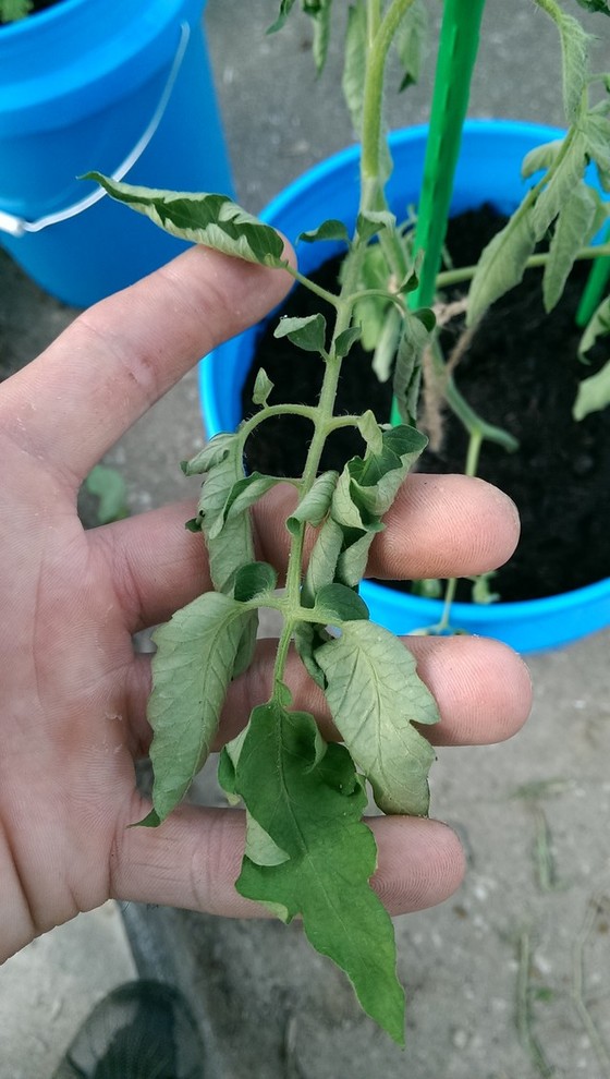 droopy tomato leaves