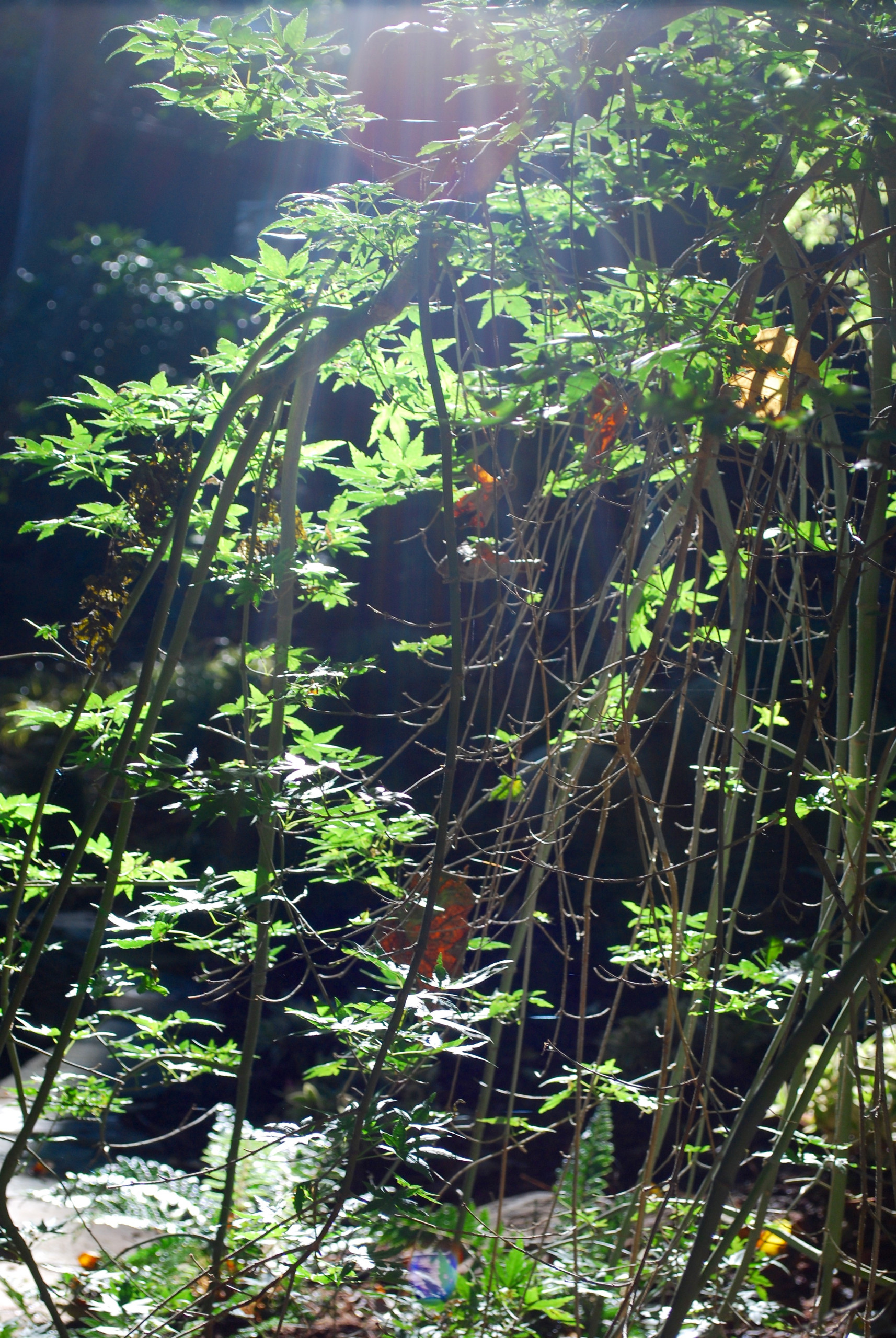 Acer palmatum 'Ryusen', backlit