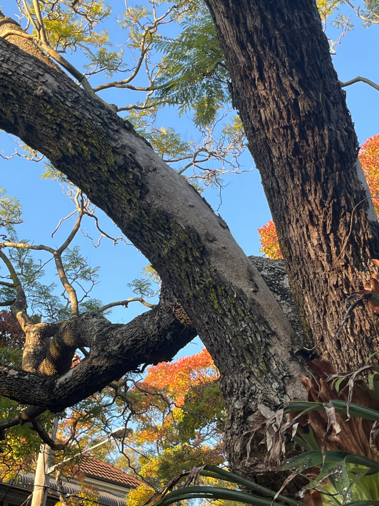 Why is my Jacaranda tree losing bark?