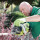 Nottingham Hedge Trimming