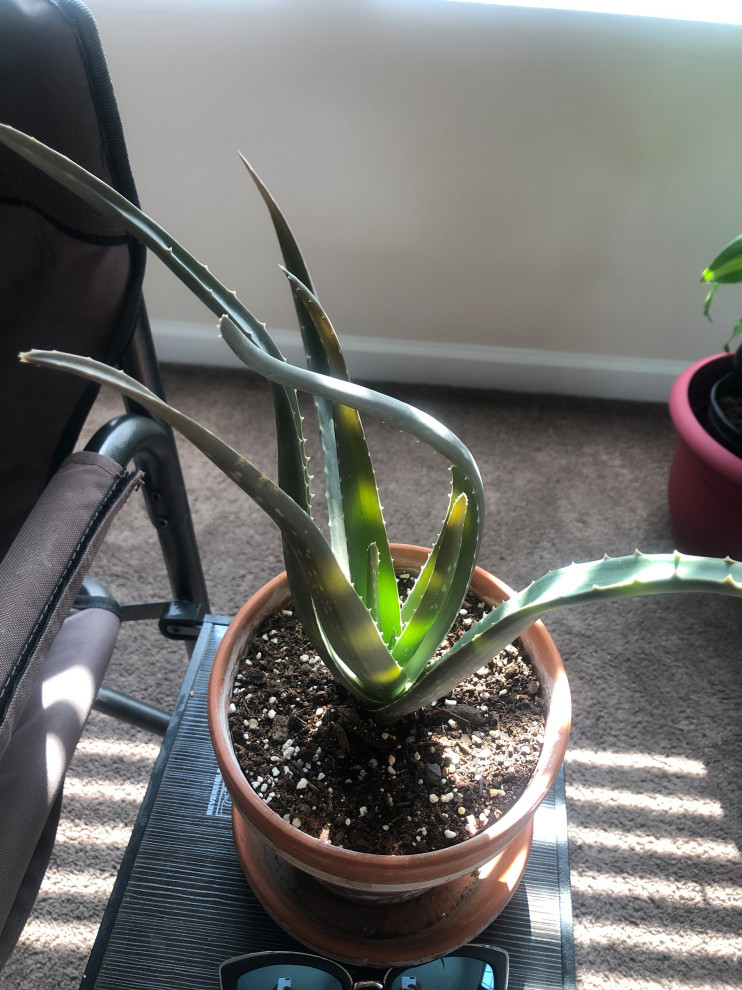 How do I bring my Aloe back to life?