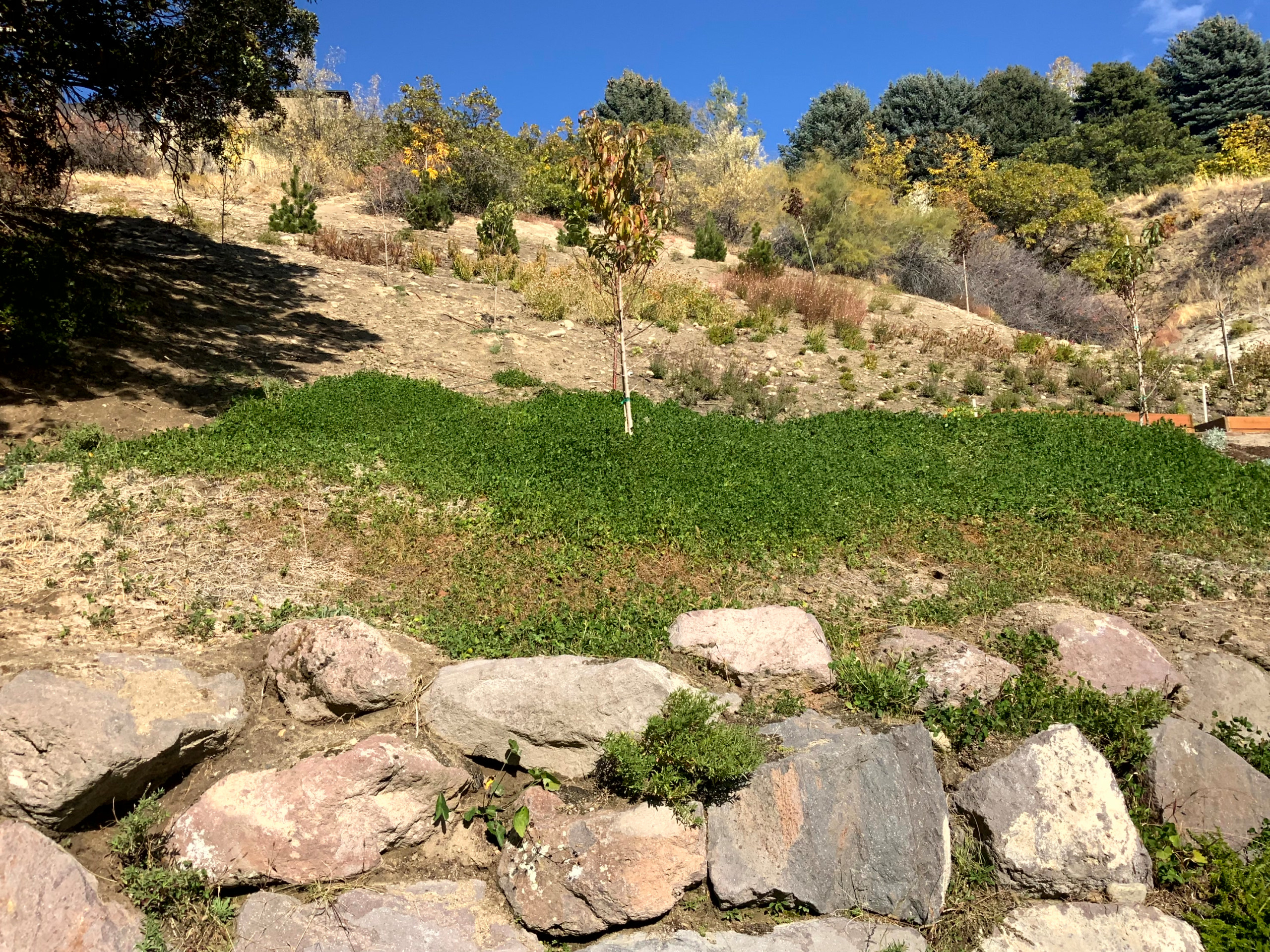 Mountain Meadow Garden