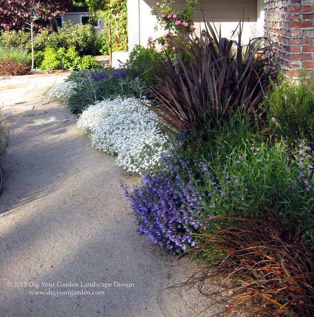 Plant Combinations - Northern California Gardens mediterranean-garden