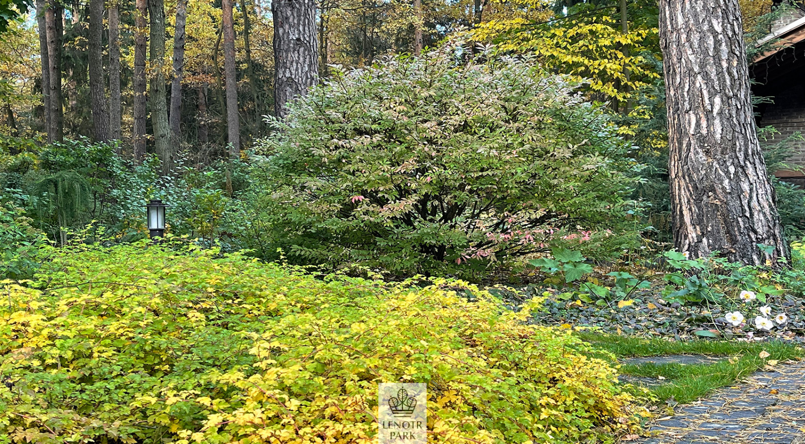 Заповедный бор