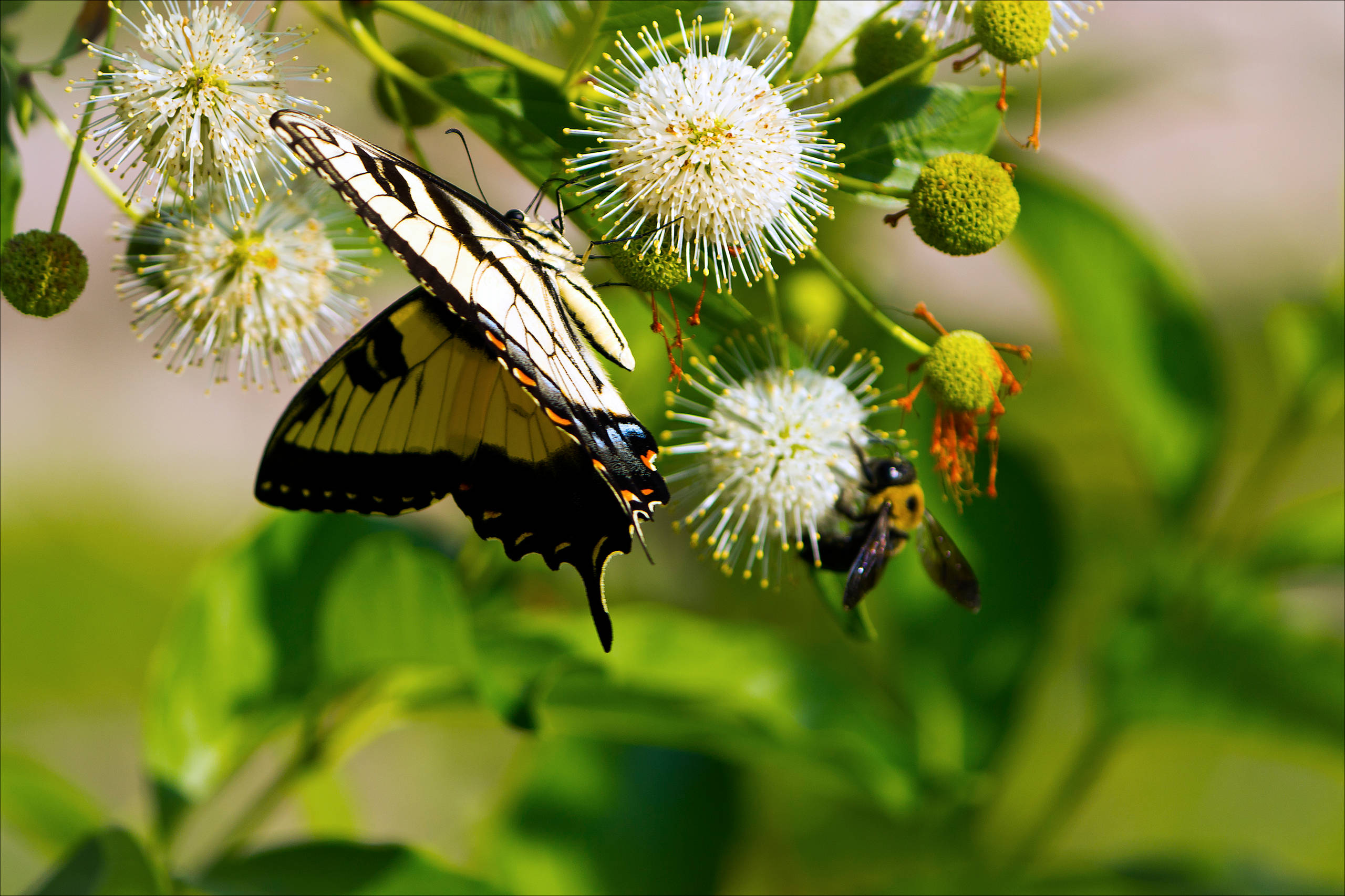 Blutenkugeln Mit Honigduft Die Knopfblume Cephalantus Occidentalis