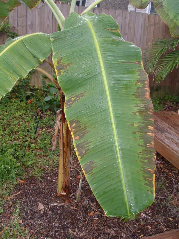 Banana leaves burning around edges