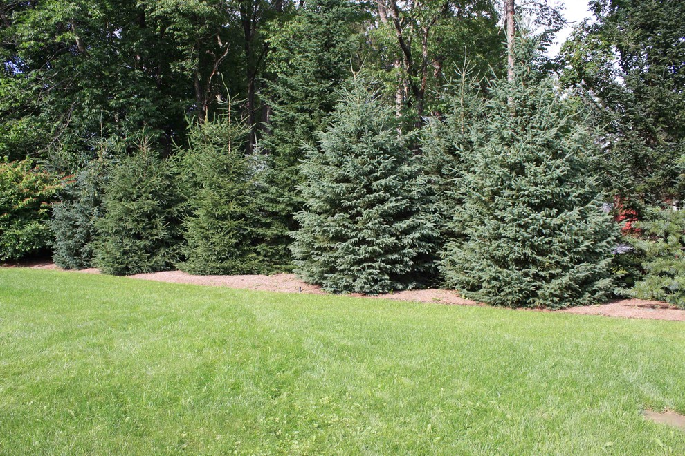Mixed evergreen border privacy hedge Boston by Andrew Zema's Landscaping, Inc. Houzz