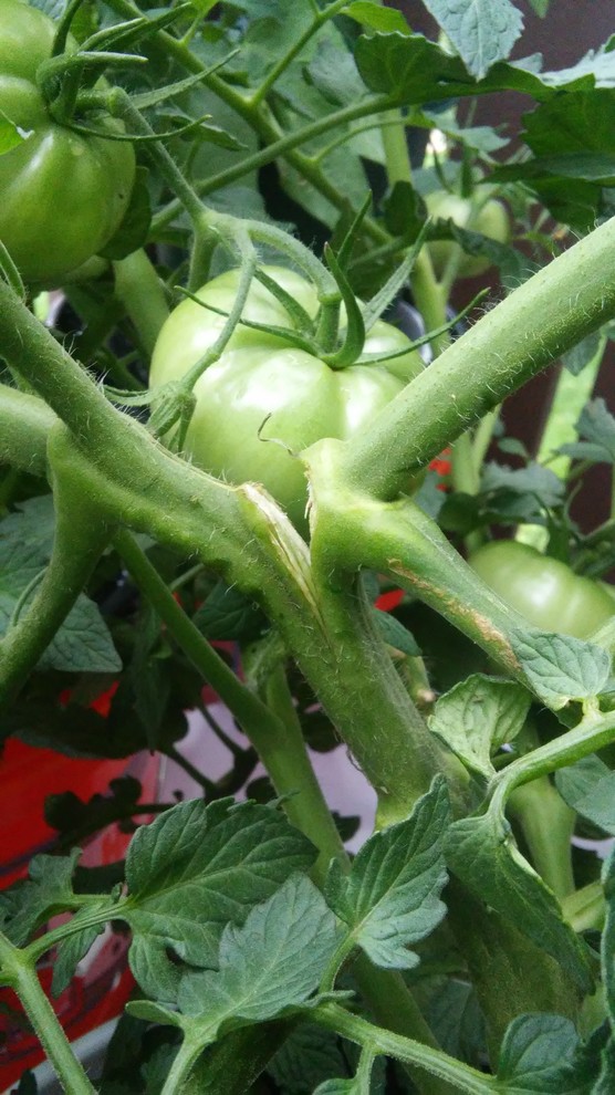 Help!( snapped main tomato stem....