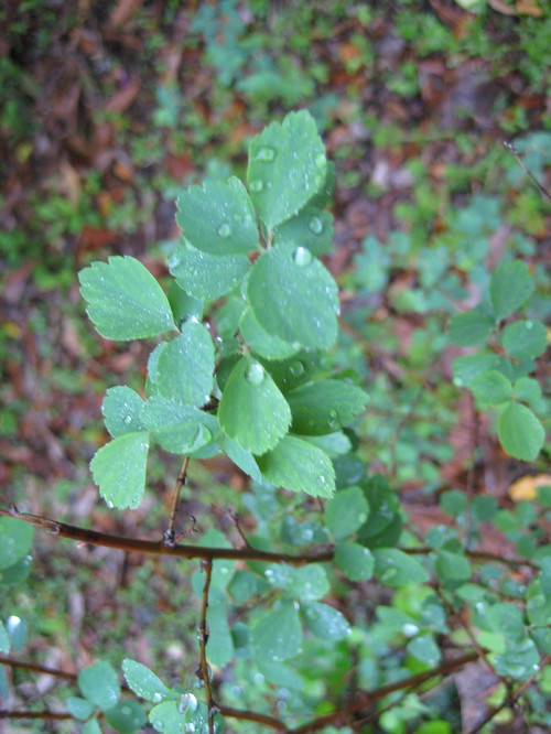 Bridals Wreath Spirea Problem c Gardeners World Magazine