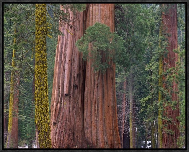 Giant Sequoia Trees California Framed Canvas Giclee By Tim Fitzharris 21x17 Contemporary Prints And Posters By Global Gallery