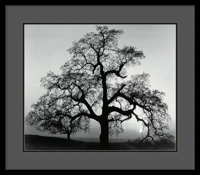 Oak Tree Sunset City California 1962 Framed Print By Ansel Adams Oak Tree Sunset City California 1962 Framed Print By Ansel Adams
