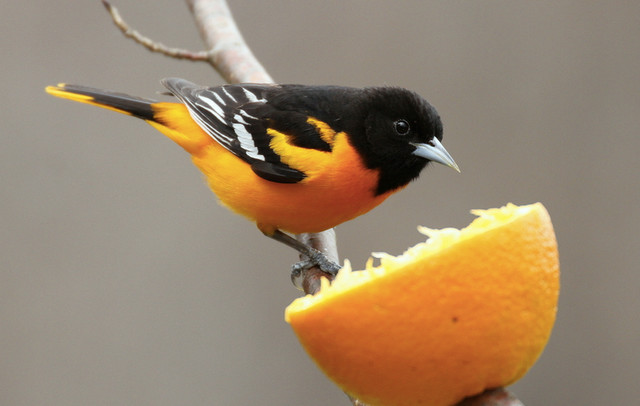 Orange Arrival: Showy orioles have returned to the area, Local News