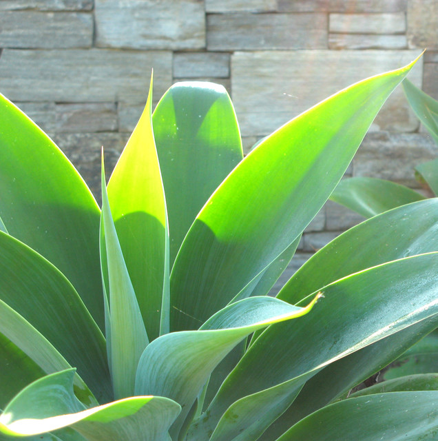 Island Style Tropical tropical