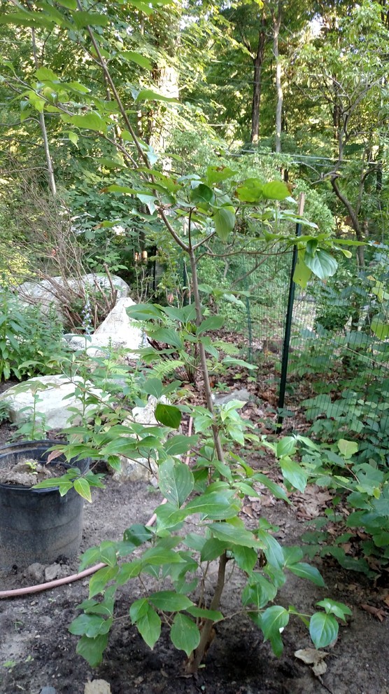 Kousa Dogwood got damaged how to prune to shape it now?