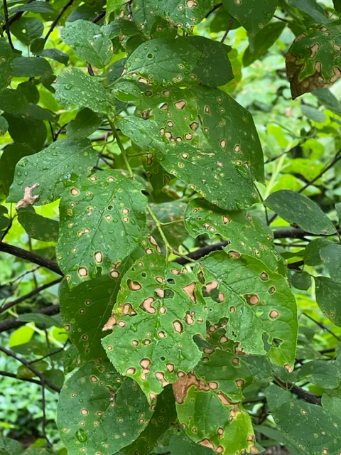 What's wrong with this tree?