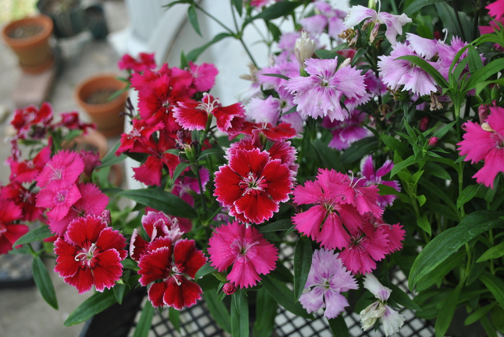 Dianthus how do they deal with heat and humidity?