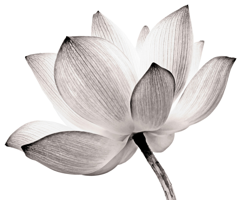 Gray Floral Wall Art Lotus Flower Tinted Nature Photo Print