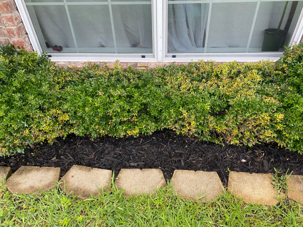 What is wrong with my Boxwoods& how can I grow these into hedges?