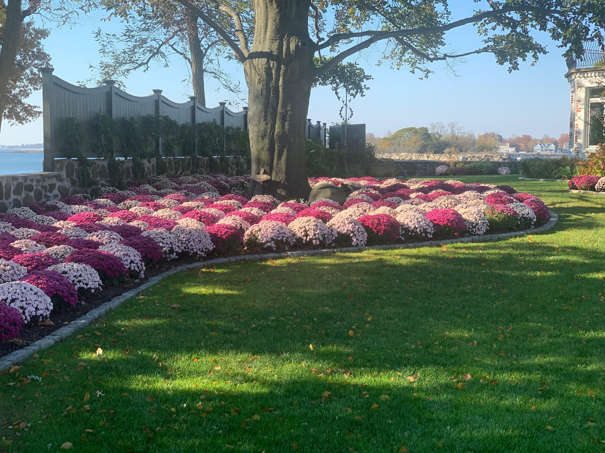 pink and purple mums on estate planted by Peter Atkins