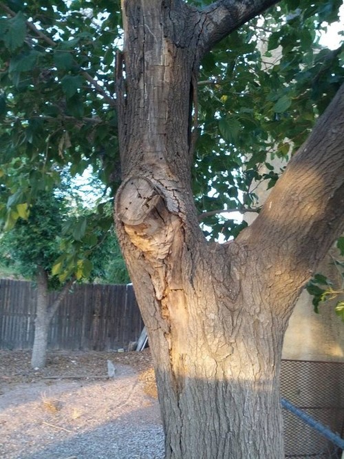 insect attacking mulberry trees insect attacking mulberry trees