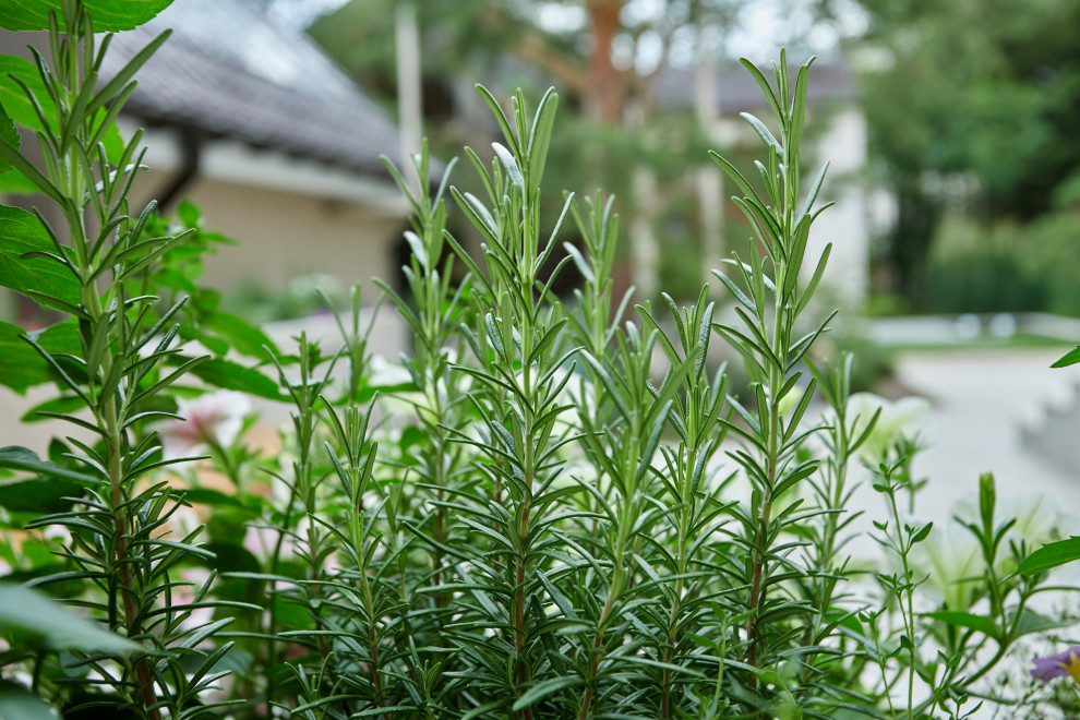 Проект "Современный сад"