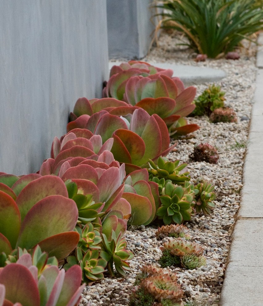 Design ideas for a mid-sized modern drought-tolerant and full sun front yard concrete paver garden path in Los Angeles for summer.