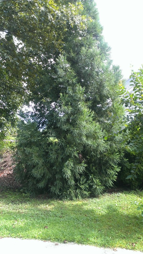 Evergreen Tree Identification