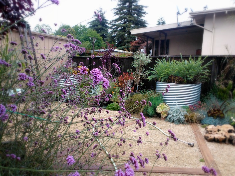 This is an example of an eclectic garden in San Francisco.