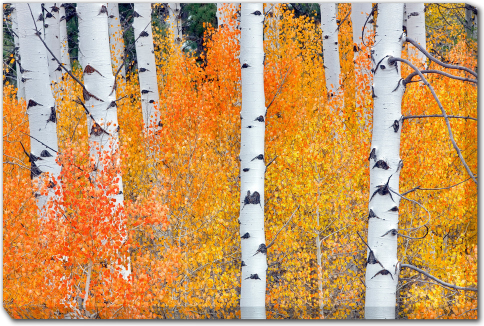 Fall Aspen Tree No.2 Outdoor Art Contemporary Outdoor Wall Art by