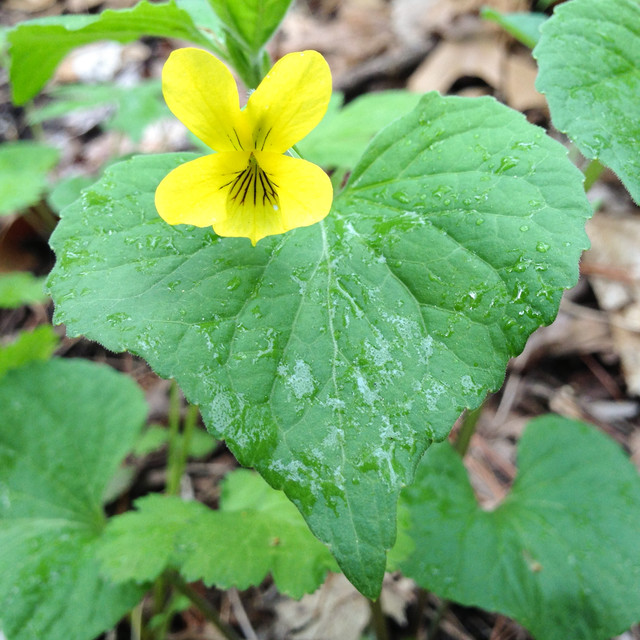 Great Design Plant: Viola Pubescens Dots Woodlands With Yellow