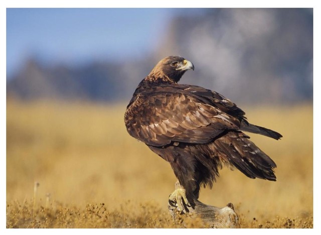 Golden Eagle On A Snag North American Paper Art 34x26