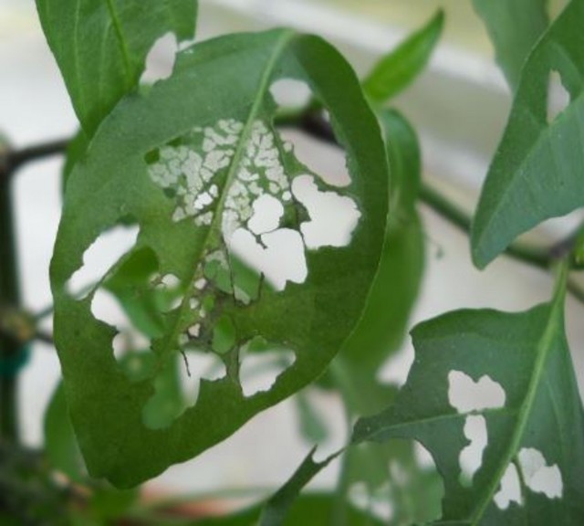 What is Eating My Plants?