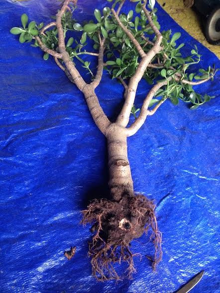 Jade Tree Root Rot | Houzz Forum