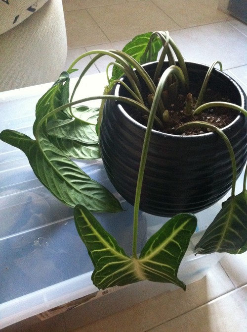 Wilting, New Alocasia