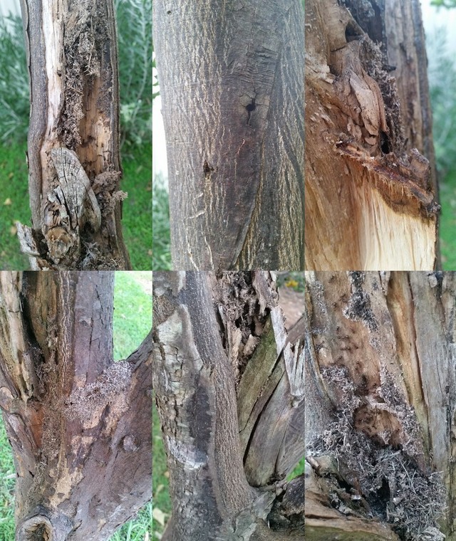 Fruit tree copper poision