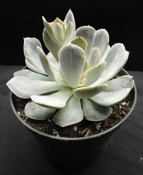 Help With Echeverias Id Posted On Ebay