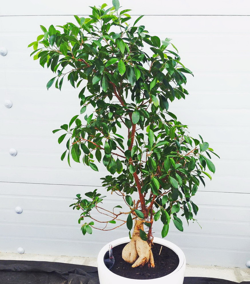 Озеленение автосалона БМВ