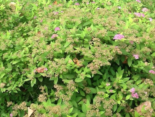 Bright Green Leafy Shrub With Pee Purple Flower