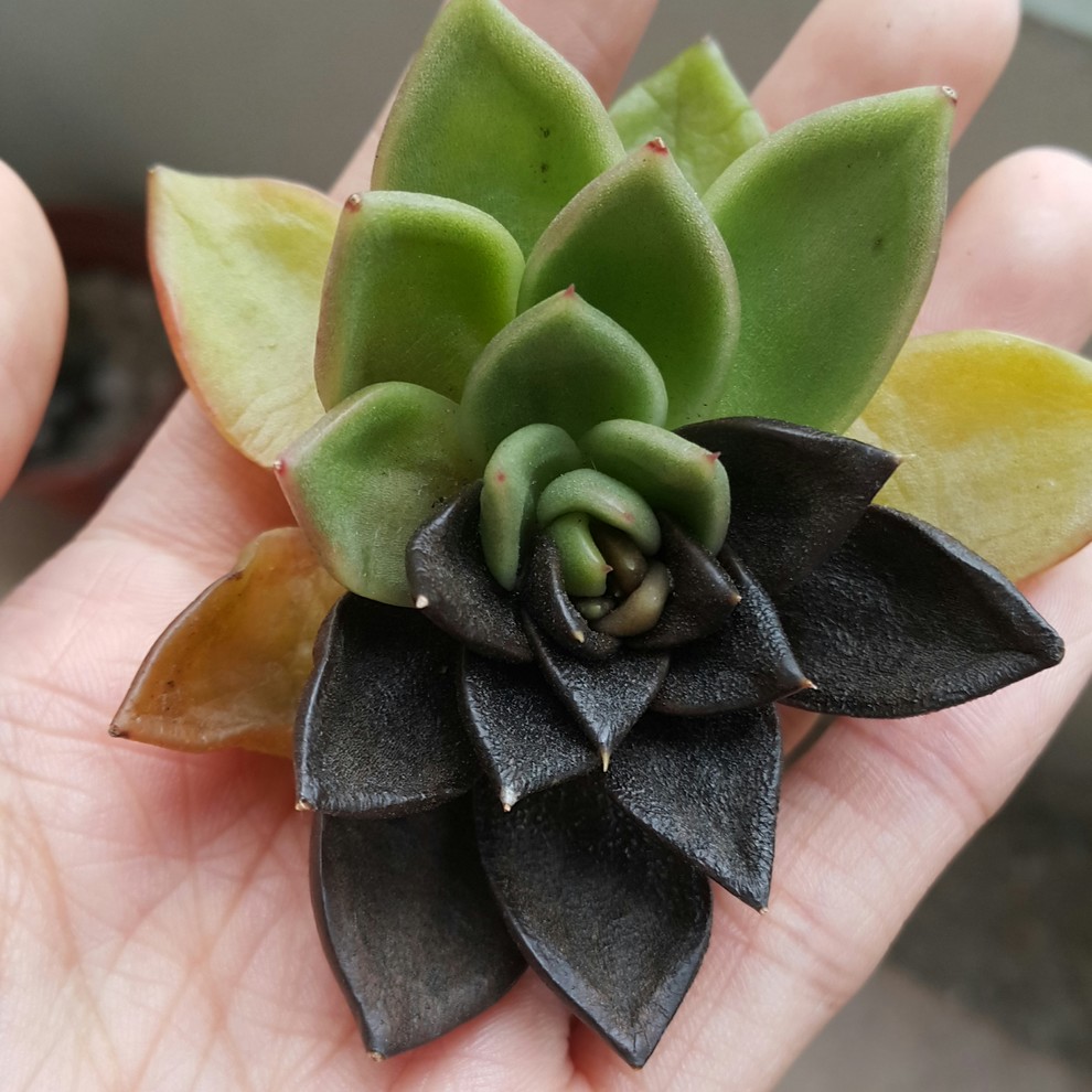 My succulent turned black