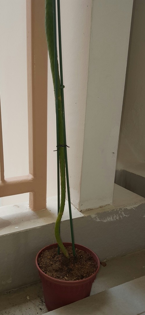 help!! my cactus is falling over