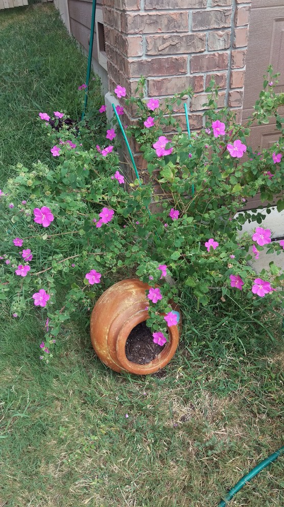 When is a good time to move a young rock rose?