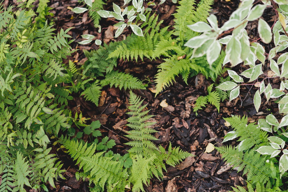 Сад на краю леса