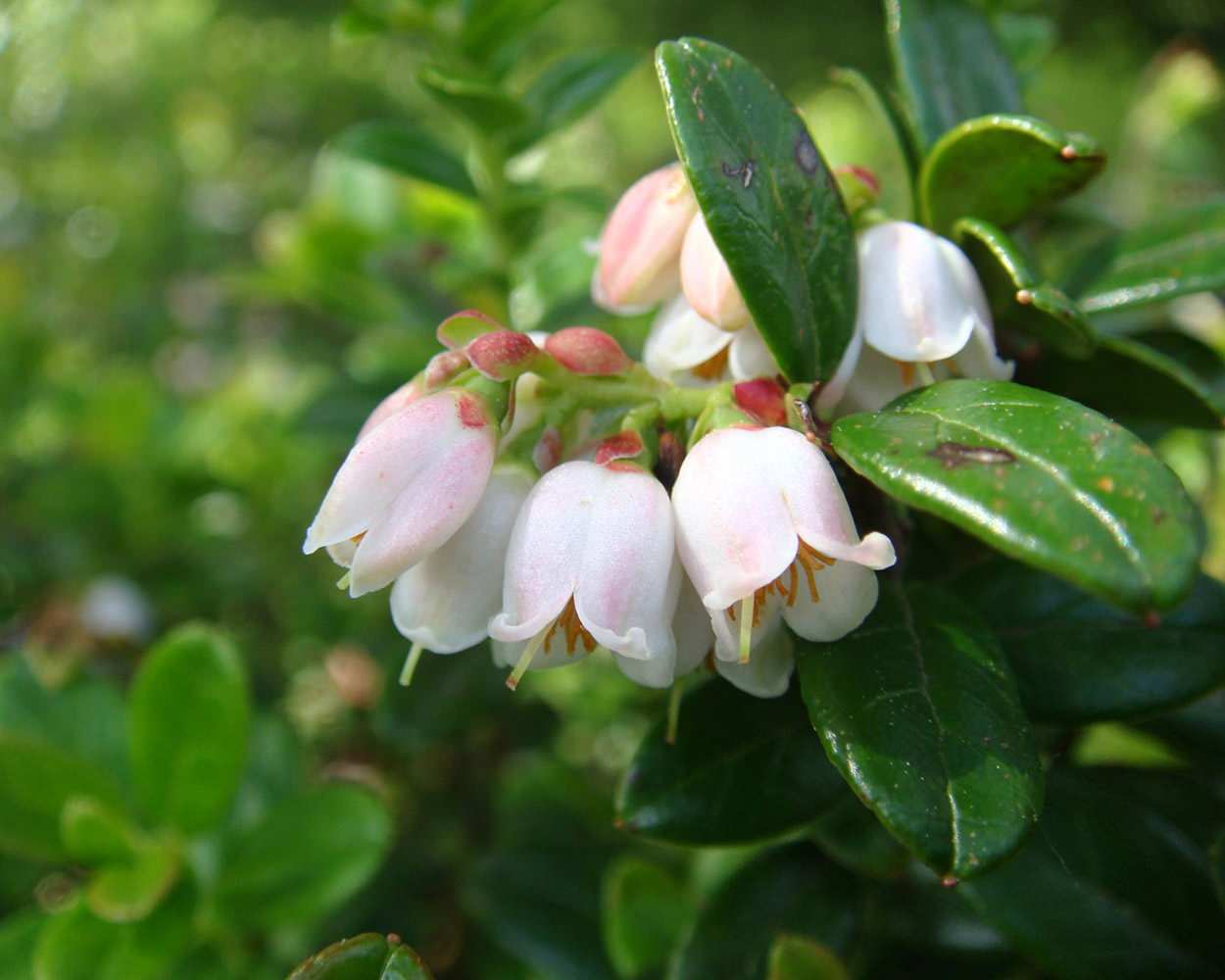 Современный сад в КП "Бенелюкс" вилла 1