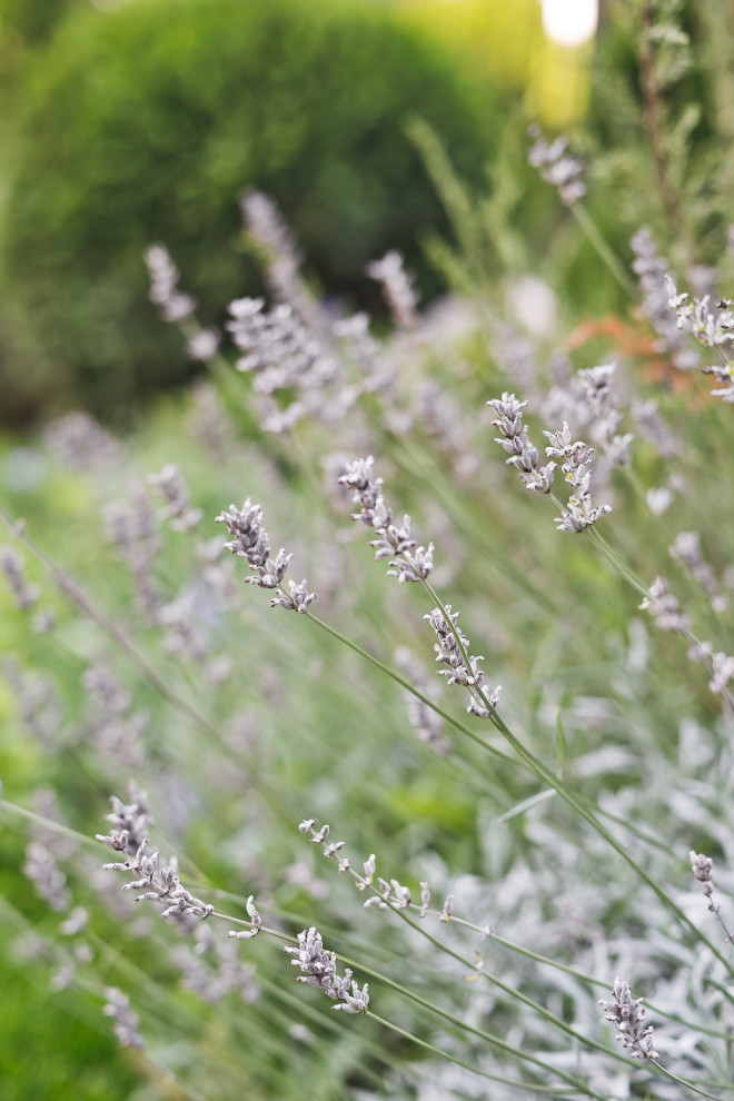 Современный сад на Успенском шоссе