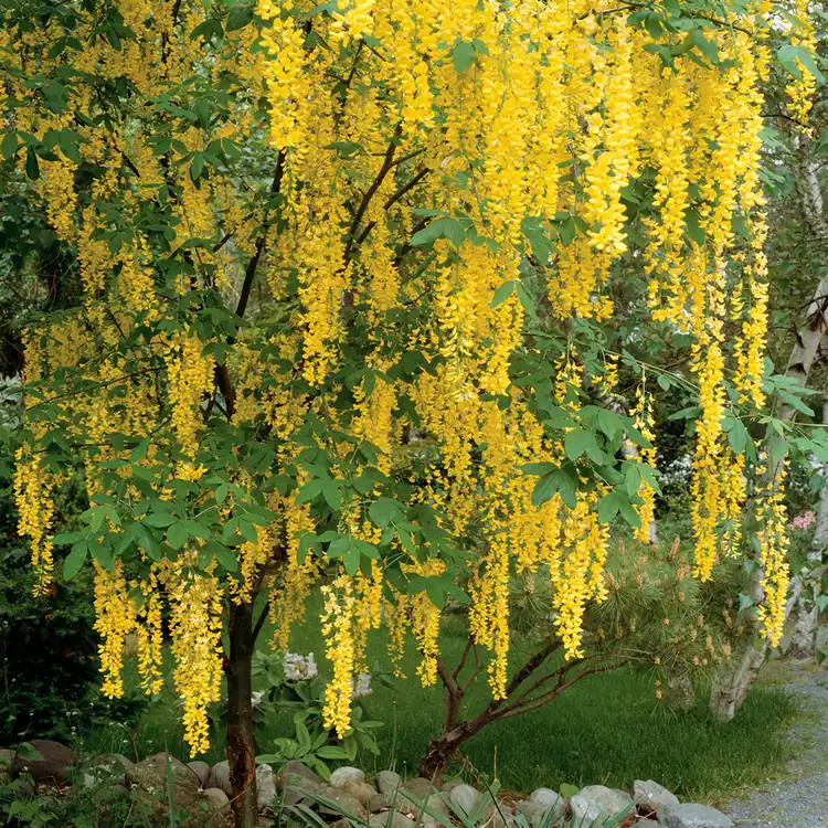 Yellow Rain Tree