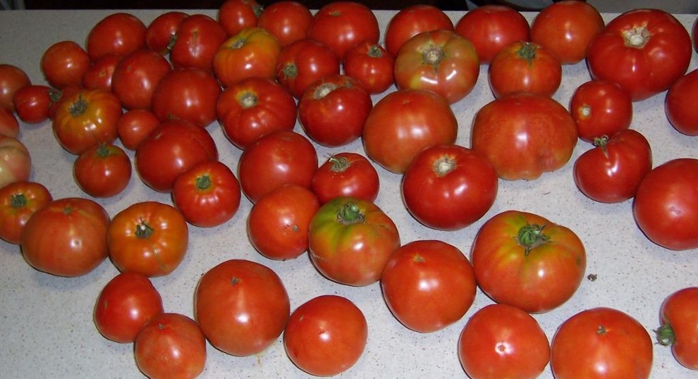 Wicking bed tomatoes Success!!, but.