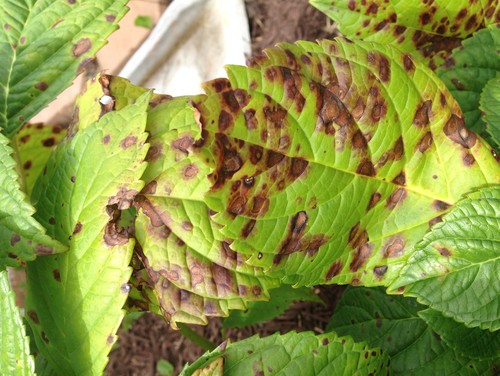 Hydrangea leaf disease ID