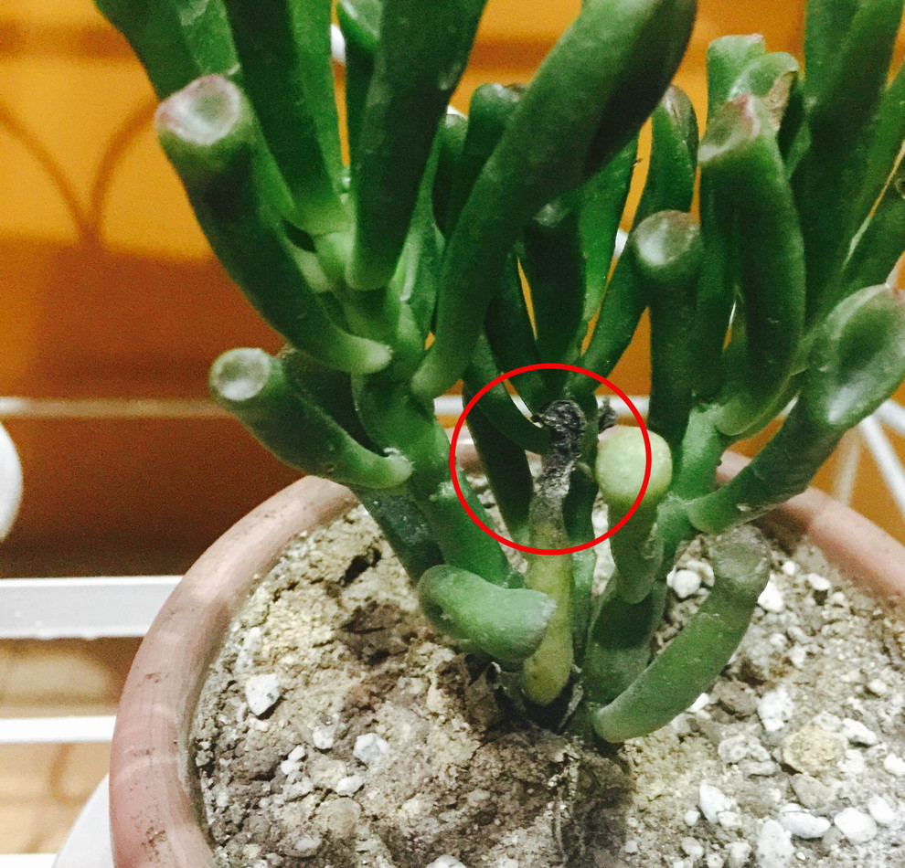 Spoon Jade leaves drying up and falling | Houzz Forum