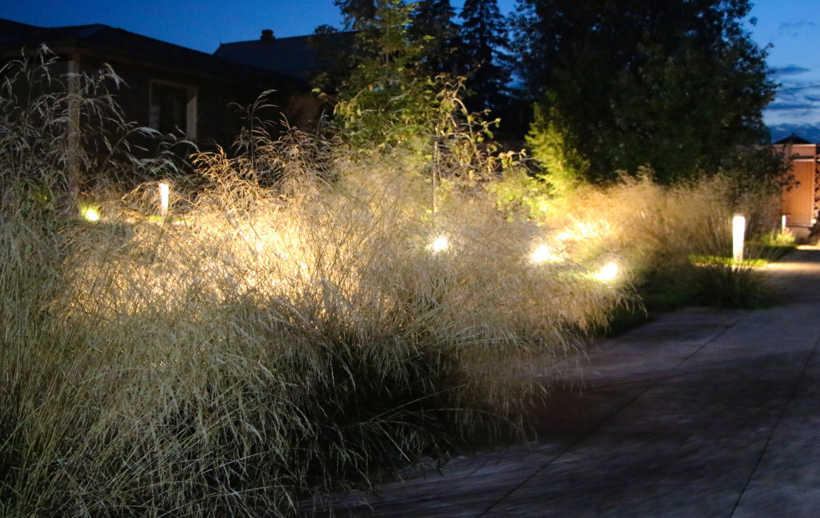 Петровское, ночной сад, 2018-2020 гг.