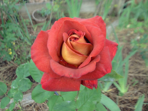 Buy leonidas rose bush